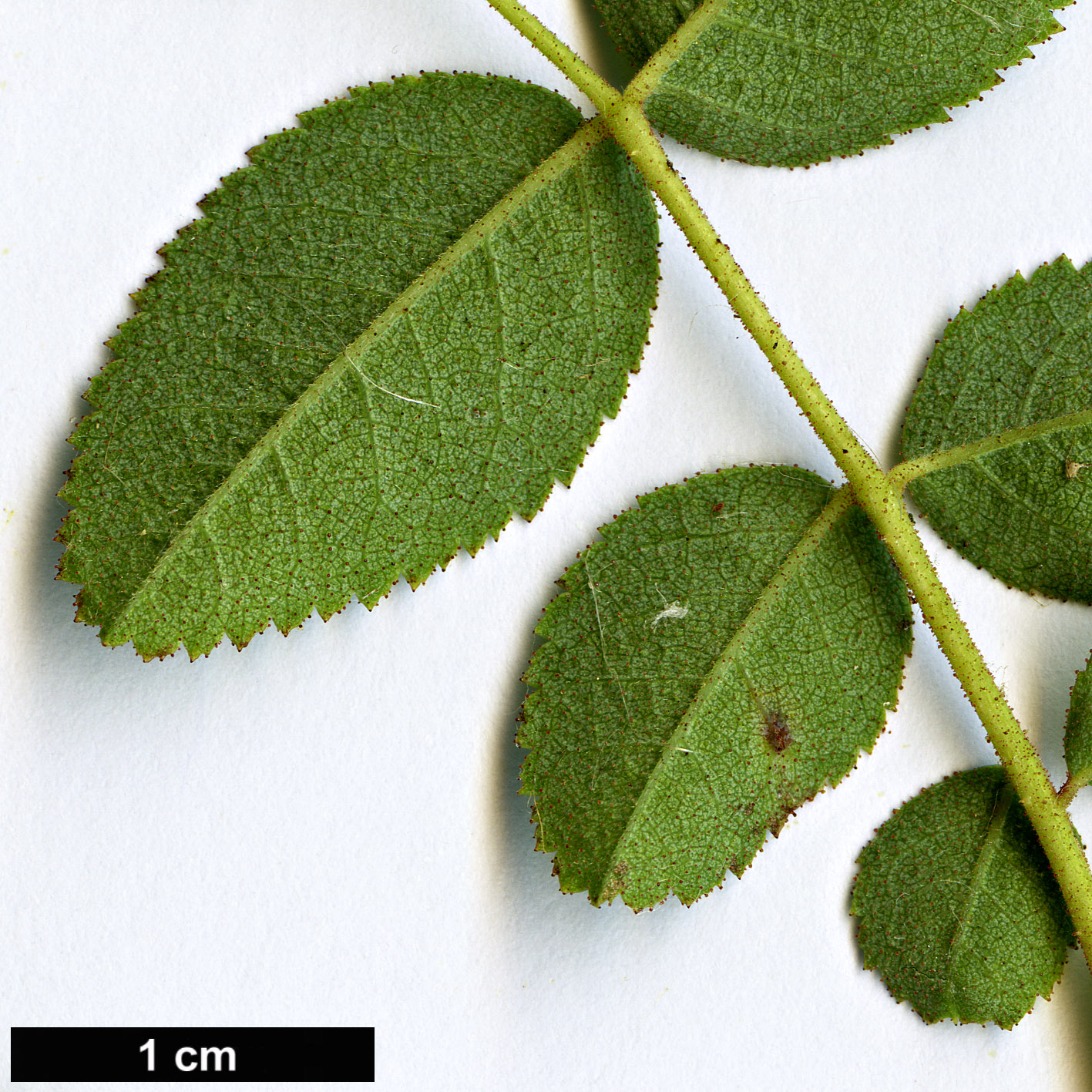 High resolution image: Family: Rosaceae - Genus: Rosa - Taxon: nutkana - SpeciesSub: var. nutkana